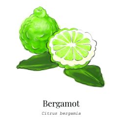 2 Bergamot - Top Note